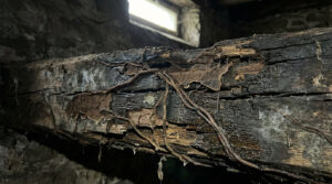 fwt19mn5 champignon devoreur de bois en cave